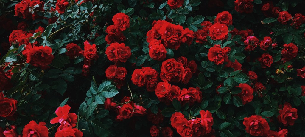 Photos of red roses in a bush